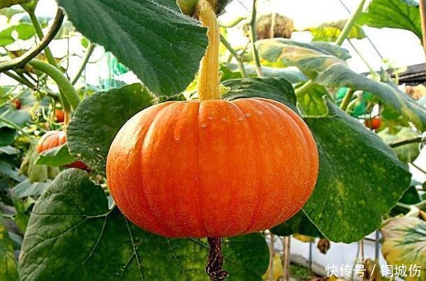 亲人|南瓜虽好，但吃了南瓜后，别再食用此种食物，要忌口，快告诉亲人