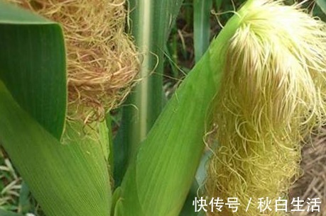 降糖|降糖食物的5个“最”,你的健康饮食不能少了它们