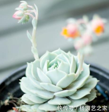 营养|多肉植物开花了,怎么办?肉友:四点原因须剪掉!