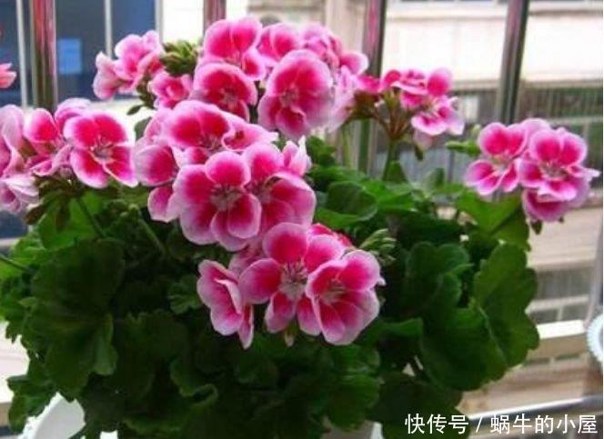 4种花美的出奇,不仅花好看,名字也好听,好养漂亮!