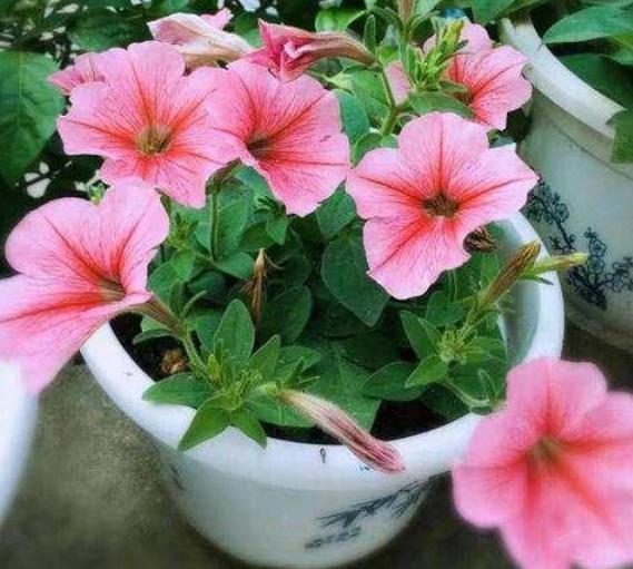 天热养花换土满足2条件，注重3细节，植株方可服盆快、不僵苗