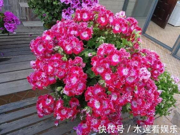 新手|1种花“人人爱”，耐旱好养，新手也能花开成球，一开300天！