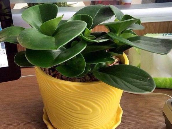 比绿萝还高端大气好养的植物,它就是—碧玉,新手轻松养爆盆!