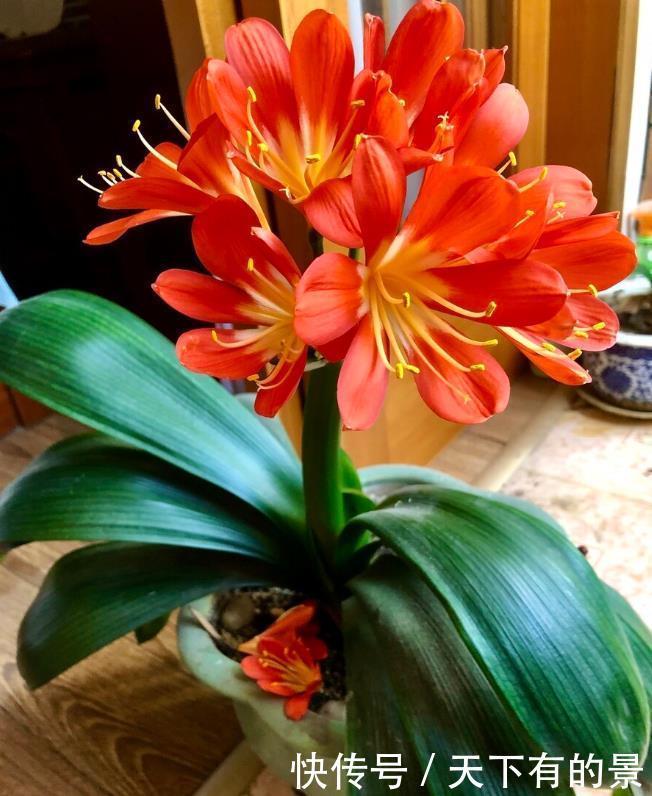 “春不出，夏不晒，秋不干，冬不湿”，君子兰的四季莳养