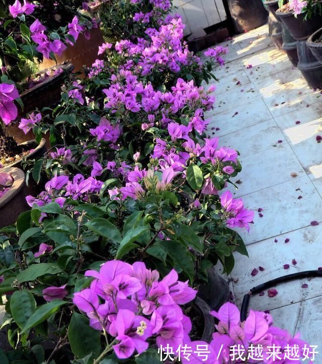 阳台养三角梅，必须要做到“3多”，开花200天，花比叶子多