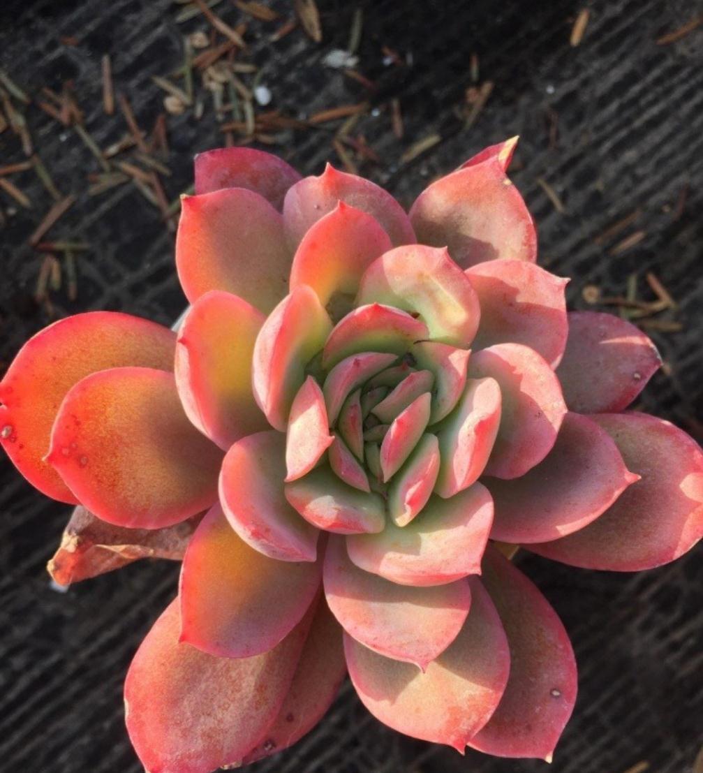 养死多肉的八大误区,新手都在犯,掌握好多肉轻松爆盆出状态