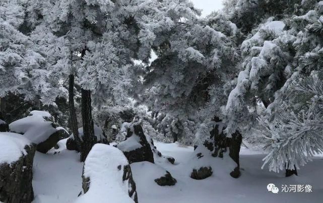 雪后王莽岭，美得不要不要的！