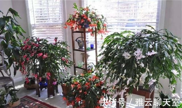 浇水|朋友可以让蟹爪兰年年开花, 原来要将它关小黑屋里