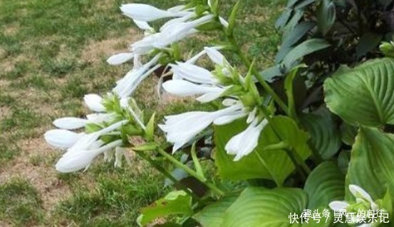 这3种花最怕阳光，越阴凉越生长的旺！阳光晒反而活不长