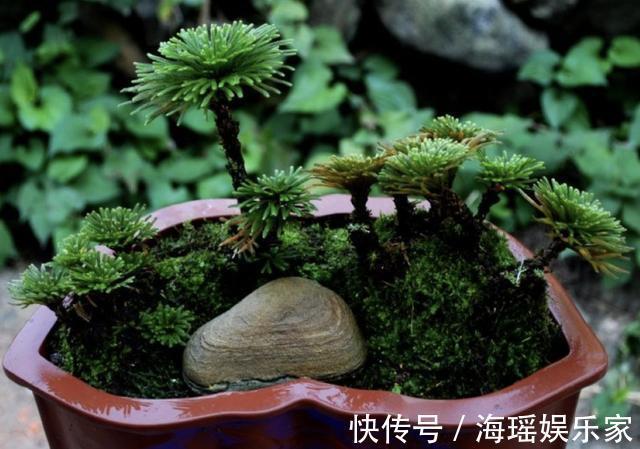 花友们|此种“野草”在山崖上，被称为“九死还魂草”，当盆栽变值钱