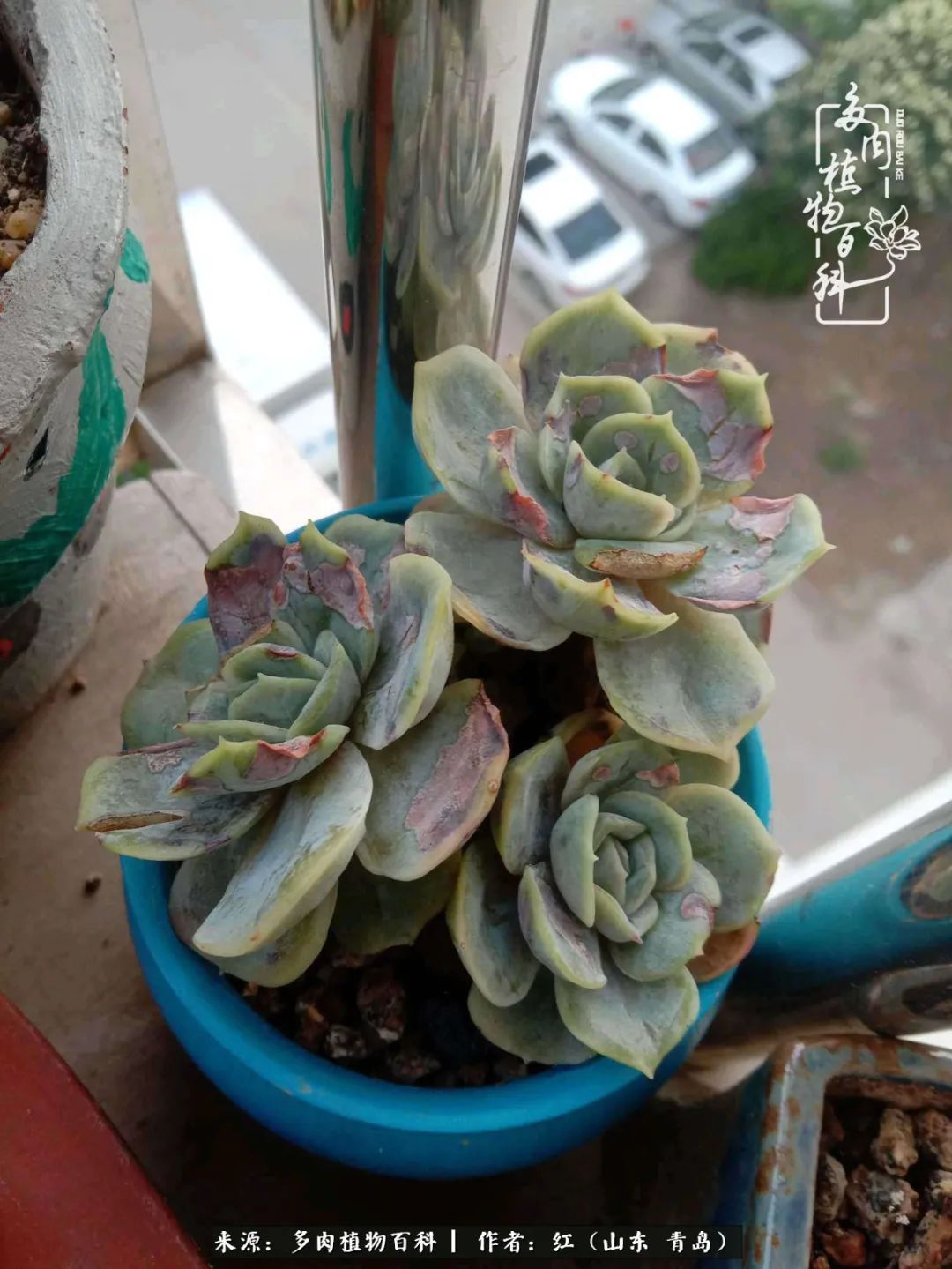 多肉度个夏，回到解放前！曾经有多美，现在就有多丑！