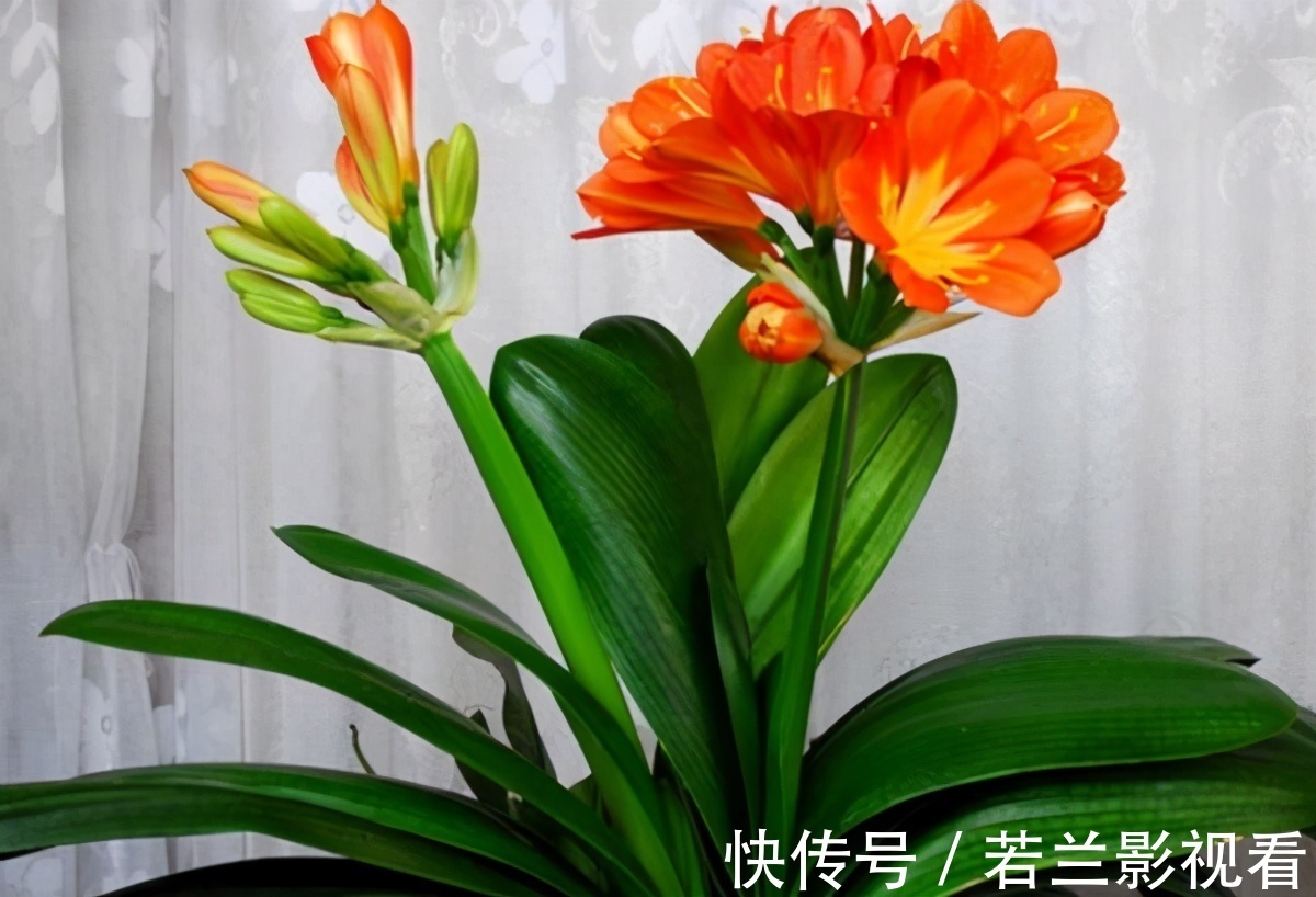 年限|别郁闷,君子兰盆栽不开花了,满足4个条件,花开得停不下来