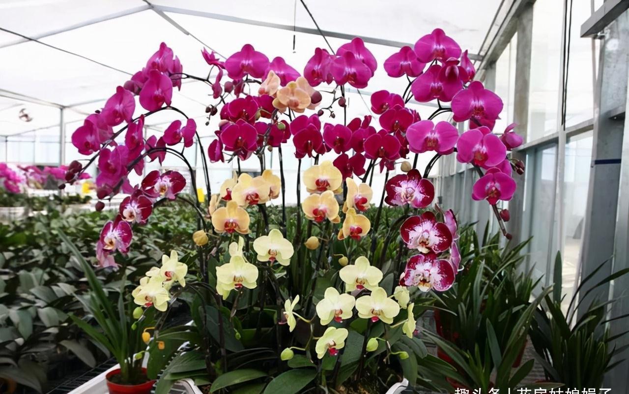 这6种花都是春节“必买”的花,给它们做个比较,就知道选哪种了