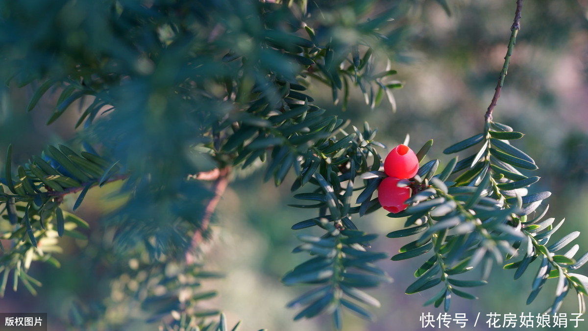 花盆|红豆杉叶片发黄掉落？选盆有技巧，注意这3个要点，美观又好养