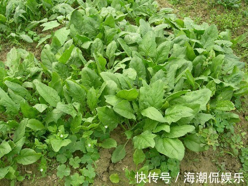 草酸|常吃菠菜的人,身体不会差,但切忌与一物同食,却很多人不清楚