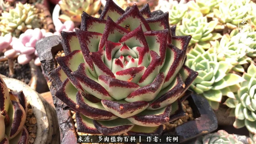 多肉度夏经验谈四季皆露养,兢兢业业养肉三年半!