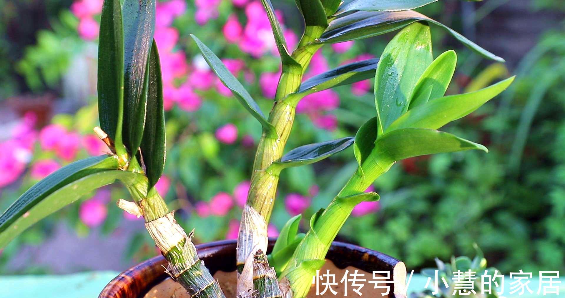 公认的“12种耐阴花”,有点散光就能长,花叶俱美有格调