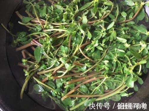 荷兰菜|农村这种“救命仙草”，现在有钱都买不到，它的稀罕程度也是可想而知的了