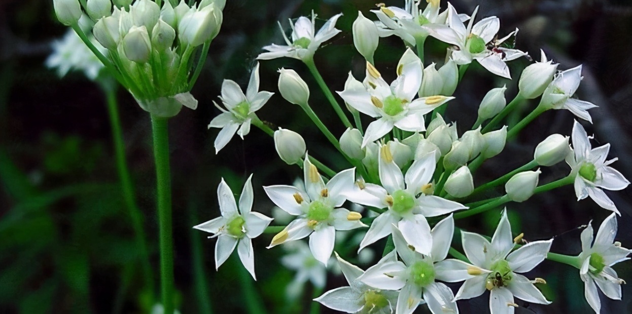 美容养颜|想一直年轻,建议吃的食物,增强皮肤弹性,美容养颜,活血排毒