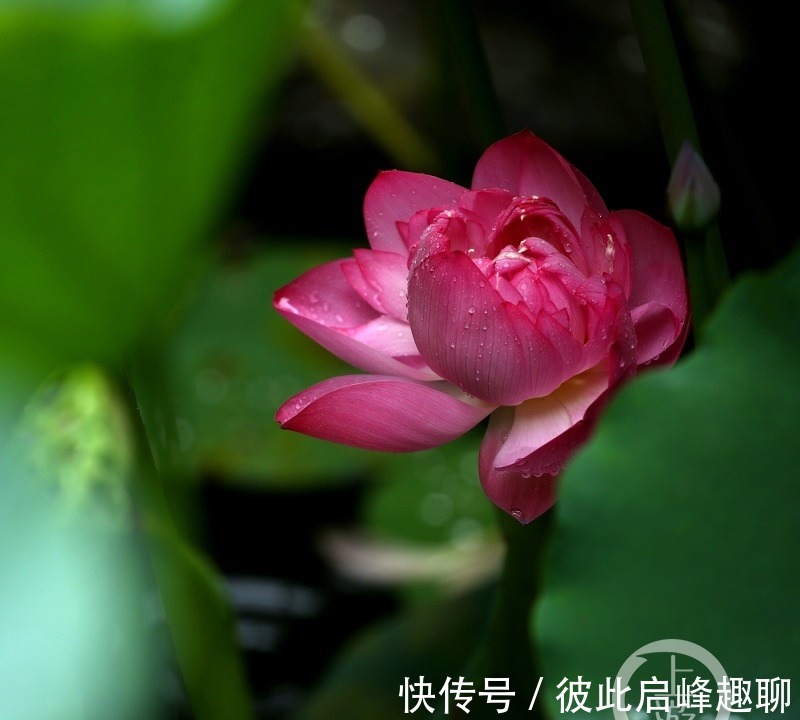 君生|烟雨朦胧中，邂逅夏荷之美