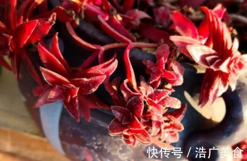 温度2℃到14℃多肉还能继续放在室外露养吗？可以，但要注意这几个要点