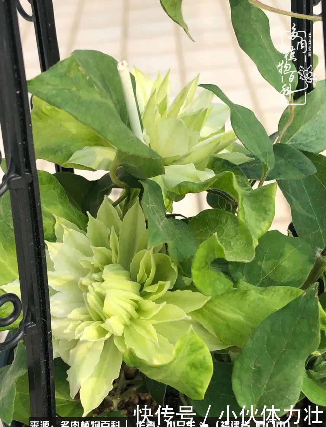 多肉,似星辰大海般的璀璨!