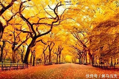 落叶几多悲,缘浅人情薄;多少凄凉意,且与秋风说