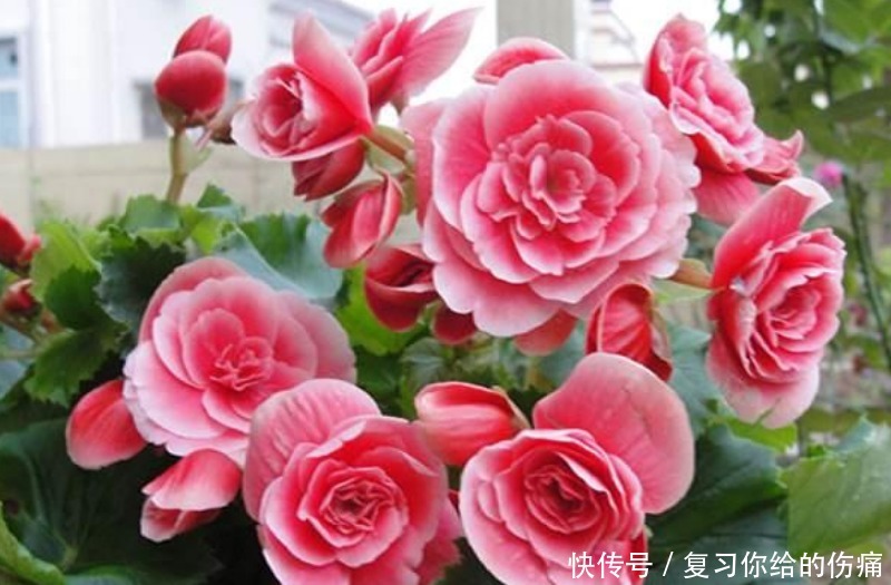 倾国倾城|1种花美得倾国倾城,叶美花更美,四季开花不断,随便一养就爆盆