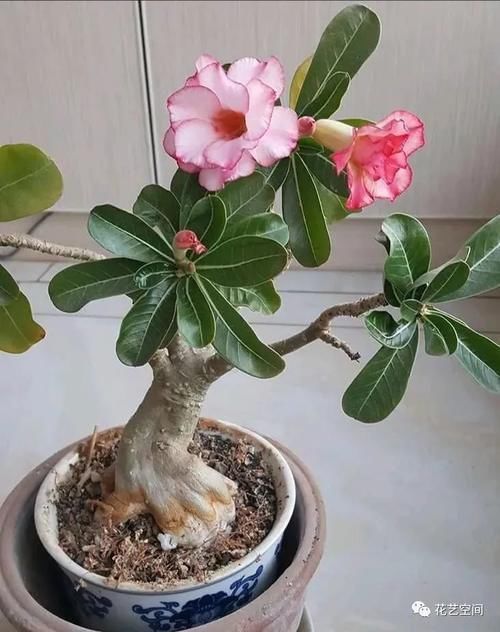 这6种花,浇水越多死的越快,千万管住手,少浇水长得旺