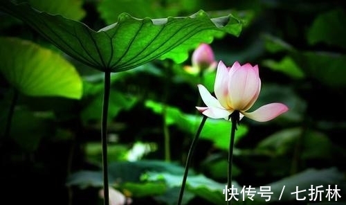 诗人$黄庭坚描写精彩的两首绝句，视听结合，想象奇特，读完更回味无穷