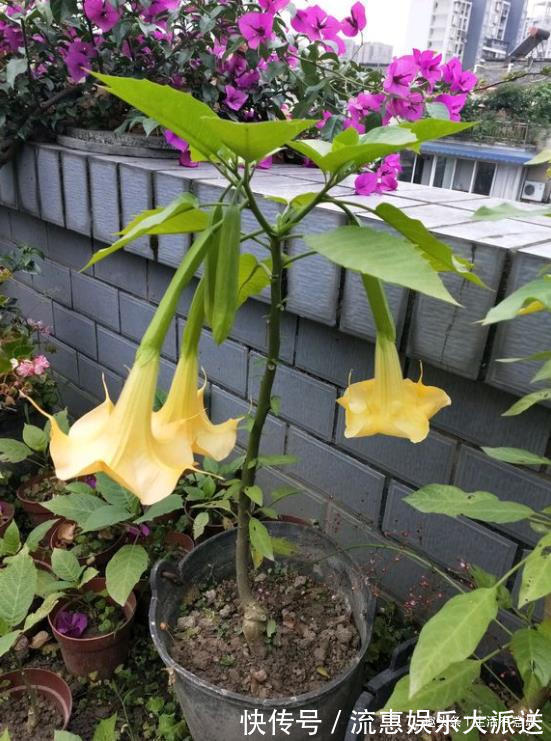 多闻闻|此花,有毒,多闻闻也不行教你方法,让养护正常,让家人安全