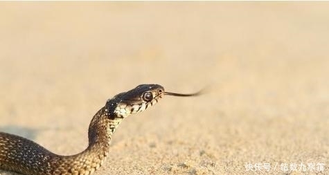 古有谚语“打蛇打七寸”,为何是打七寸?