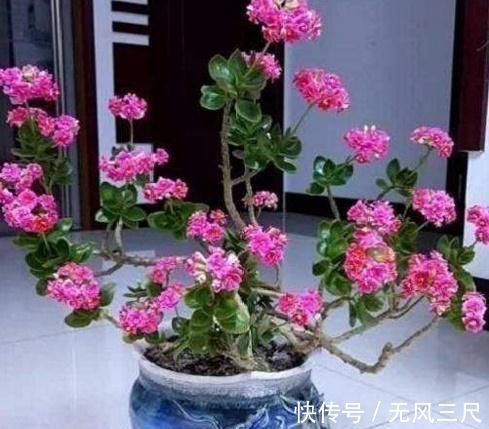 砧木|长寿花教你一招,老桩来的快,开的花也多,现在养护正当时