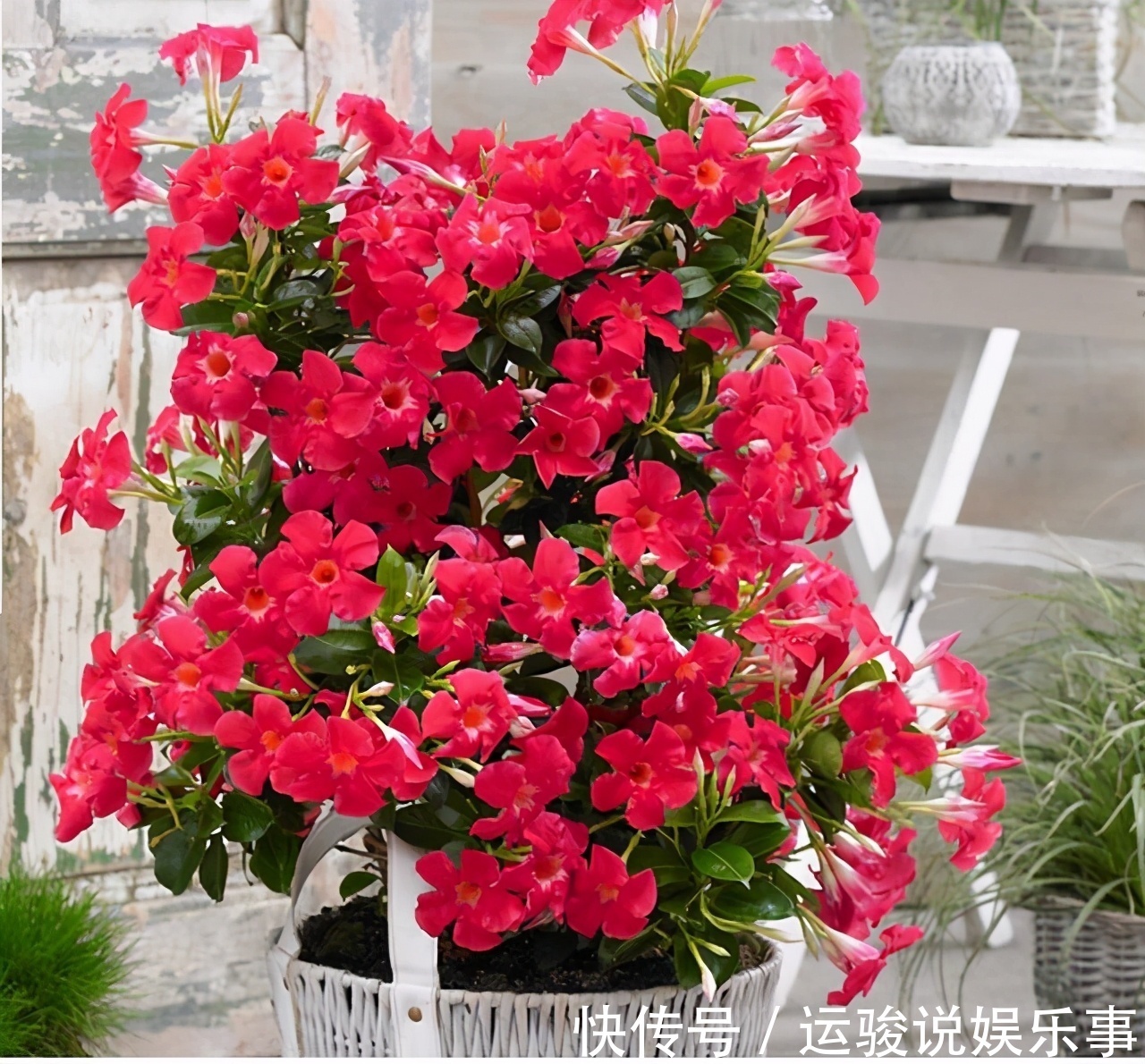 6种花超级喜欢太阳,晒得越多“花”越多,养一盆不亏