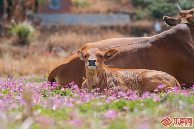 南长街|莆田田园春景：万草千花一晌开