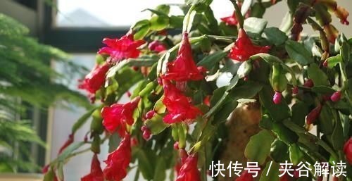 最厉害的养花营养液,蟹爪兰喝一勺,不掉花苞不黄叶,蹭蹭开一盆