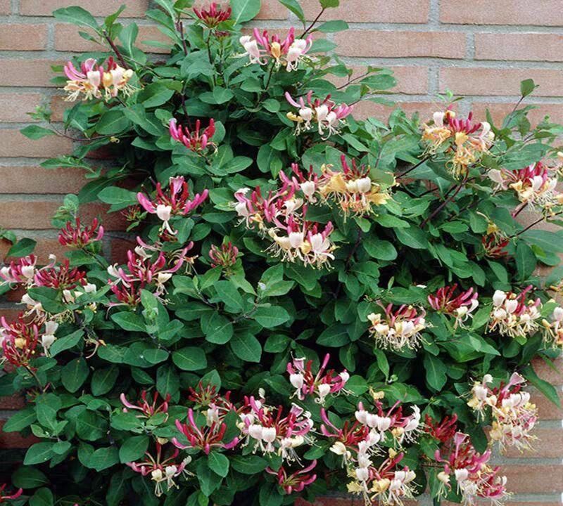 不抽烟不喝酒，也要种此花，比牡丹还美，花开220天不落，易成活