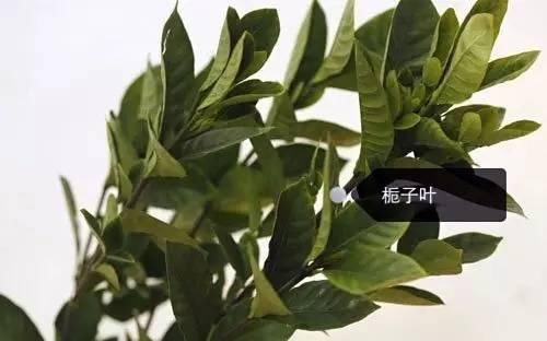 150种常见植物及花卉，你认识几个？