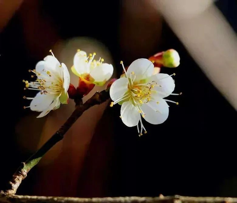 梅花|快看！濛洲公园的梅花开了