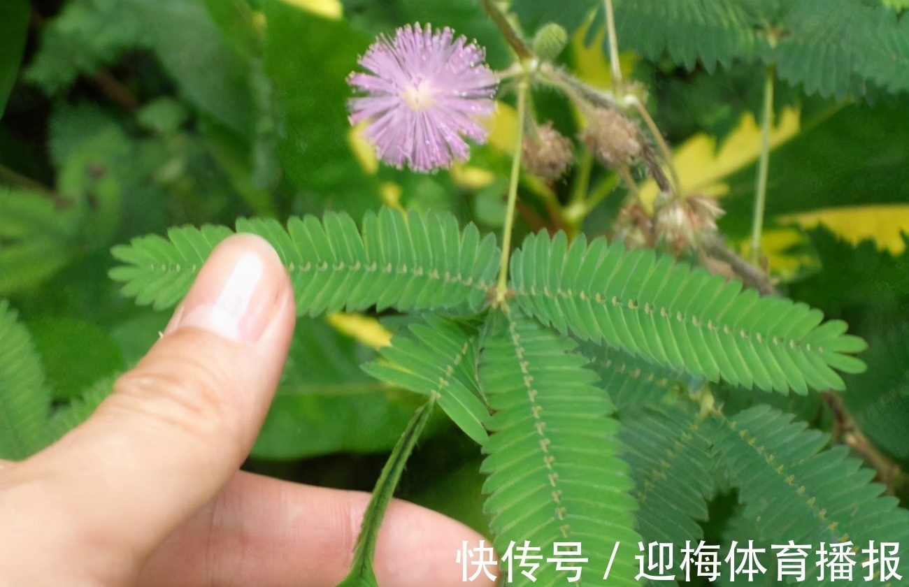 毒花|你养的花，可能是“毒花”，盘点8种常见毒花