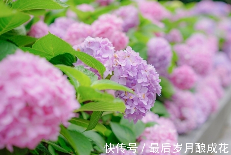 白羊座|本月末,4个星座不斤斤计较,生活好转幸福指数上升