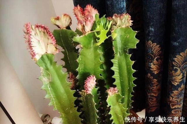 8种镇宅花,窗户边养一棵,霸气又镇宅!