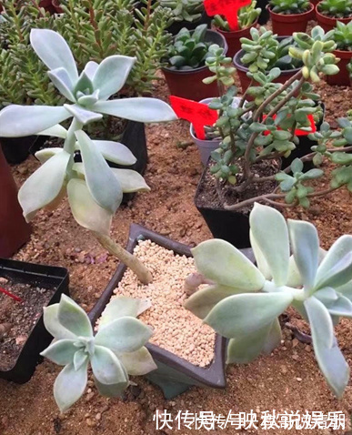 大叔|农场大叔的一个小妙招，多肉种在“这”上面，3个月都不用浇水！