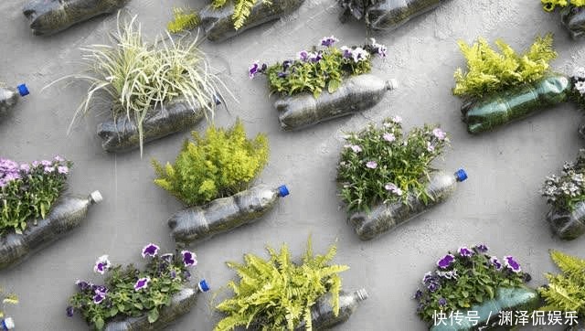 花花|废弃塑料瓶原来还能干这事以前都扔了,悔的直跺脚!