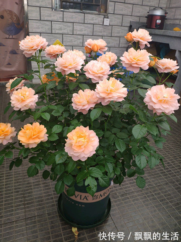 娇怯|最有仙气的几种花,迷人的花朵,花开不断,还能旺财!