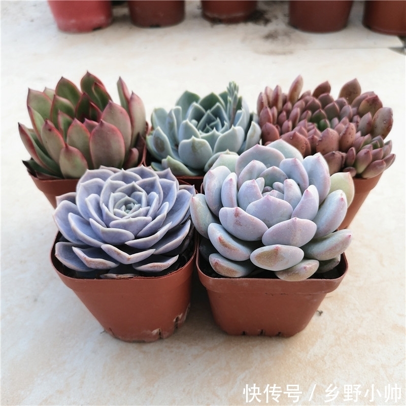 橙梦露|美肉盘点， 越胖越好看的多肉品种，每个人都希望养的肥肥的