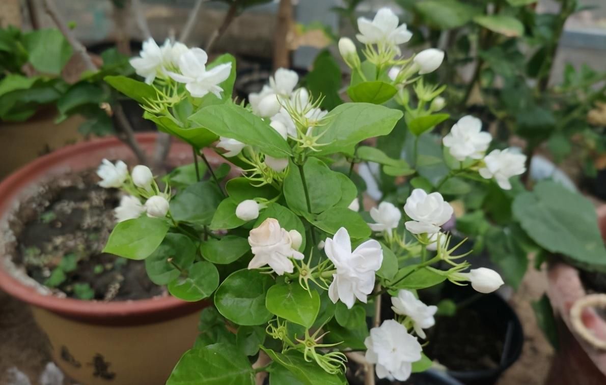 光照|这5种花卉堪称活香水，养1盆满屋子飘香