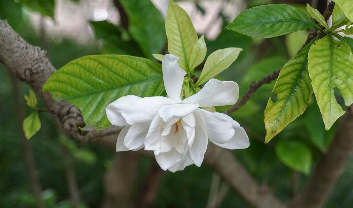 现在养3种花,千万别乱剪,越剪越糟糕