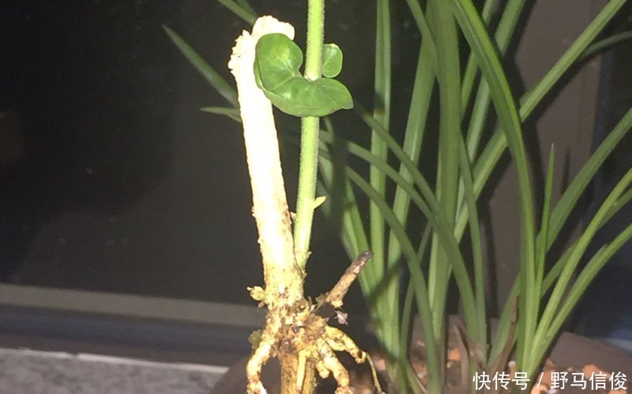 红掌|茉莉花扦插有机关,砍这一段枝条,插土里3天就活