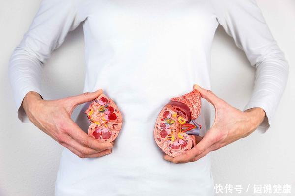 这5个饮食习惯,易损伤肾脏,劝你及时改正,肾脏会感激你